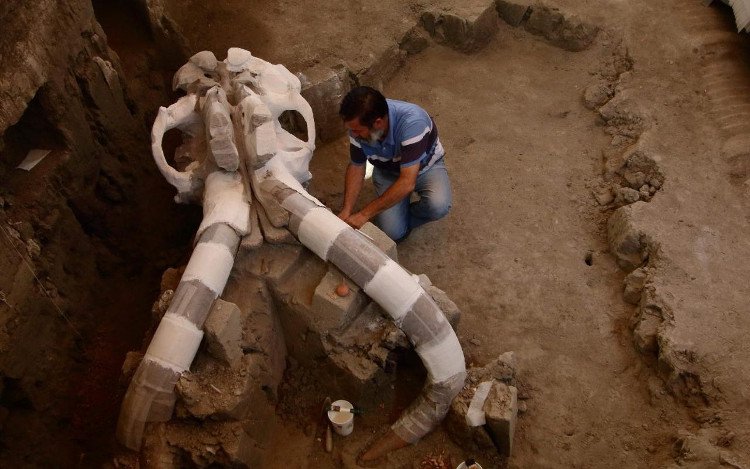 Hóa thạch này được tìm thấy ở ngoại vi thành phố Tultepec