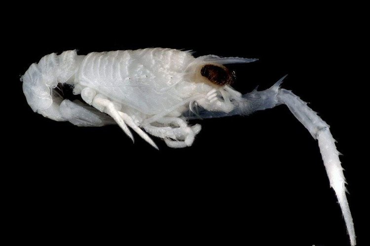 Một loài giáp xác họ tôm được khám phá ở biển Nam Úc