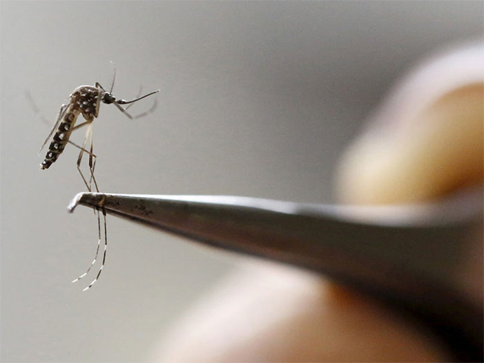 Trí tuệ nhân tạo có thể xác định nhanh chóng và chính xác các loại muỗi