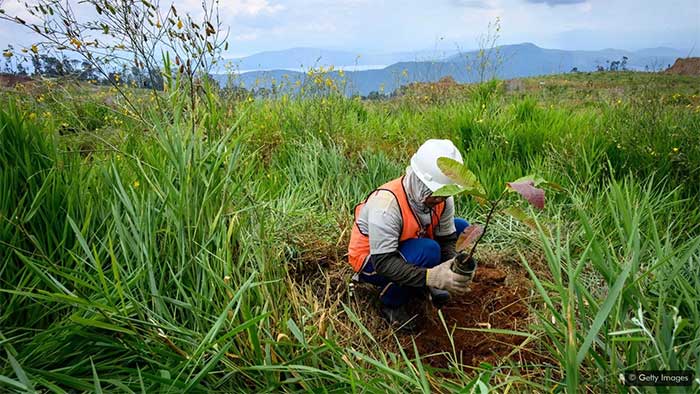 Thông thường, việc tái tạo thảm thực vật sau khi khai thác không sử dụng các loài cây ưa niken
