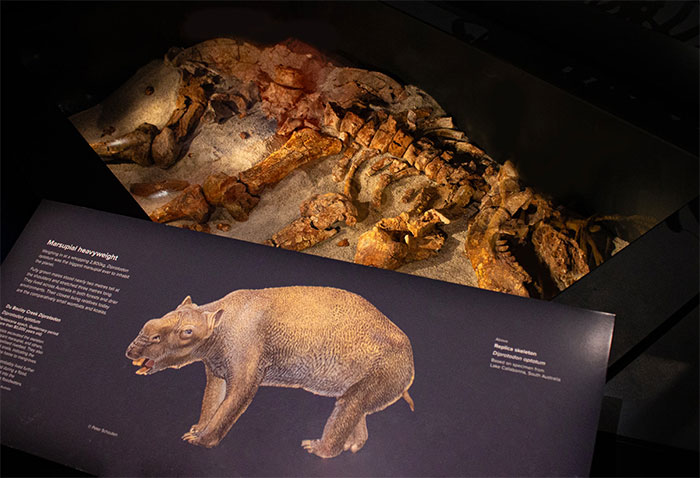  Hài cốt quái thú đã tuyệt chủng ở Úc 
