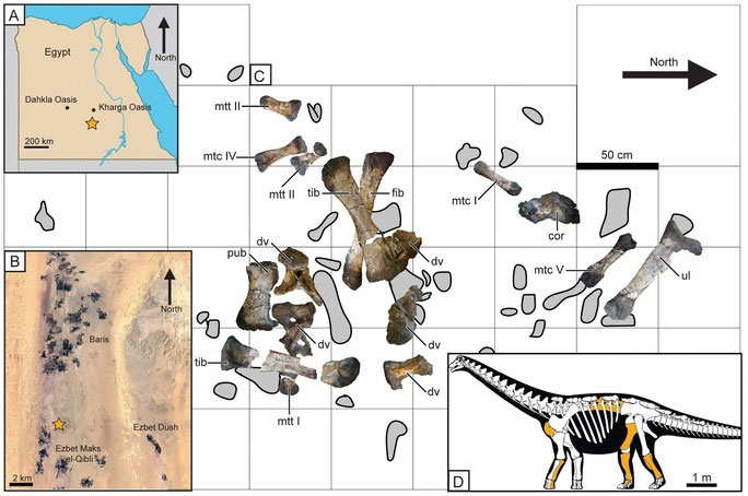 Các mảnh hóa thạch của Igai Semkhu được thu thập từ Ai Cập