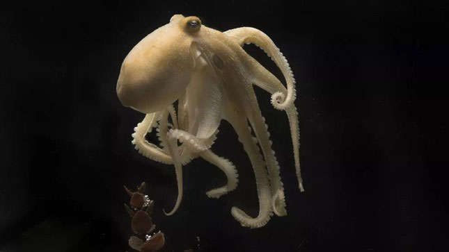 Nguồn gốc, sự phát triển và hệ sinh thái của loài Octopus Chierchiae vẫn chưa được biết. 