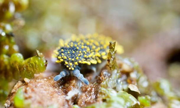 Loài bọ Holacanthella spinosa sống trong đất, chỉ có ở New Zealand