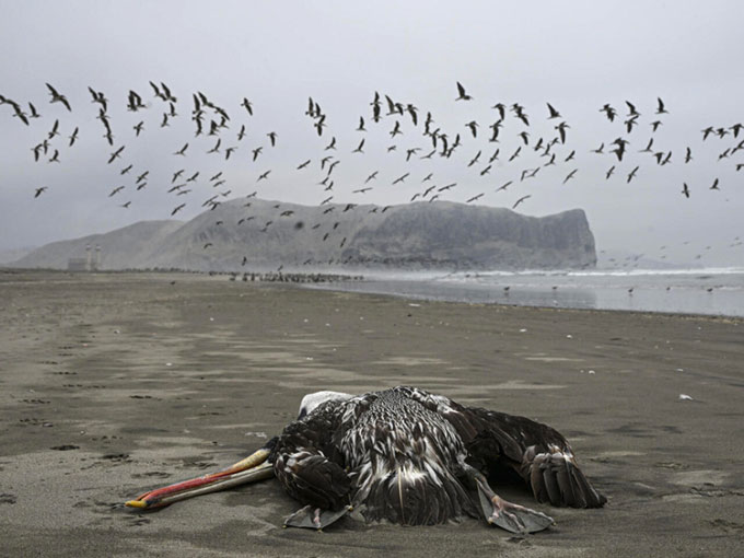 Bồ nông nằm trong số những loài chim hoang dã đang bị cúm gia cầm tấn công ở Peru.