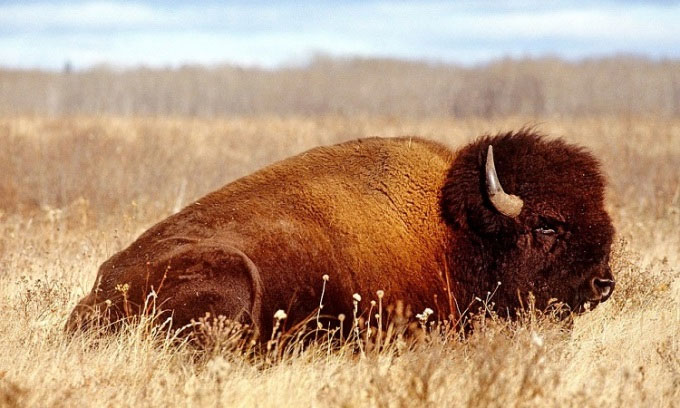Bò rừng Bison