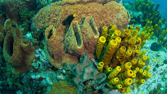 Bọt biển là một trong những loài lâu đời nhất trên Trái đất.