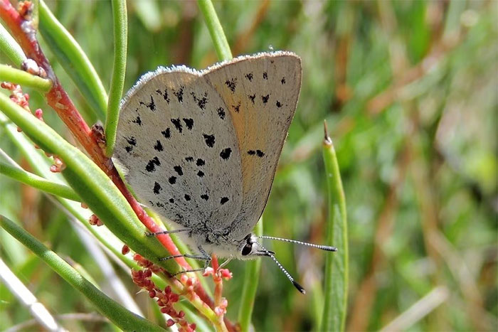 Loài bướm mới ở Australia được xác định là có những đốm lớn rất đặc trưng trên cánh.