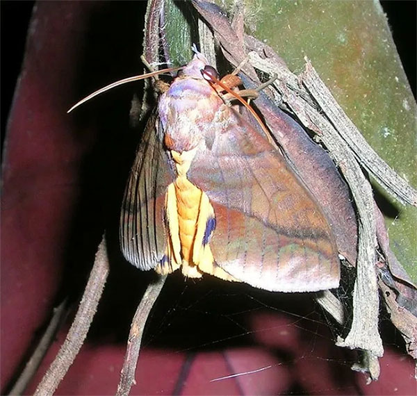 Bướm đêm Spodoptera