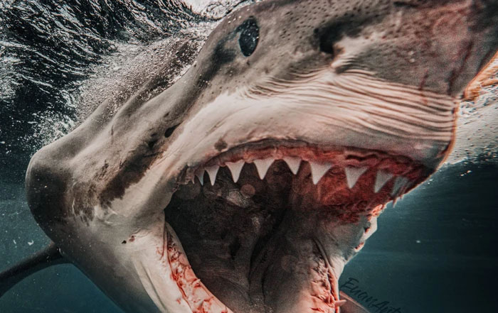 Cá mập trắng lớn chủ yếu săn cá, cá mập và các sinh vật biển trong đại dương.