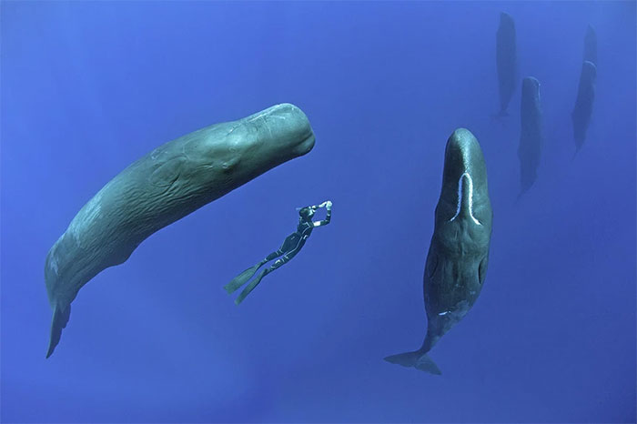  Các nhà khoa học phát hiện ra rằng giấc ngủ của cá voi cực kỳ thú vị. 