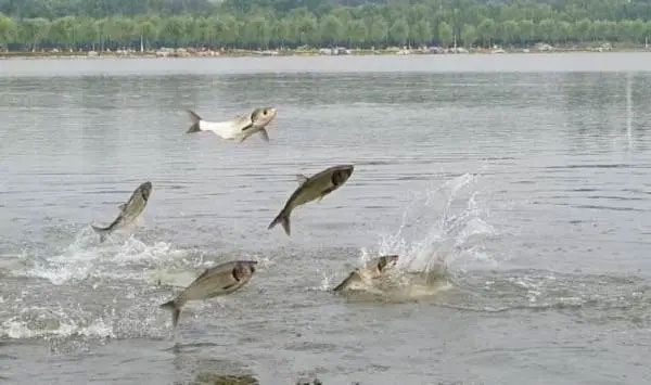 Cá bất ngờ nhảy lên khỏi mặt nước cũng có thể do thiếu oxy.
