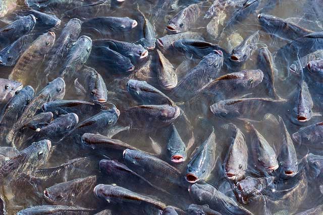 Cá rô phi xanh là loài cá xâm lấn gây nhiều thiệt hại lớn về môi trường và kinh tế cho nước Mỹ.