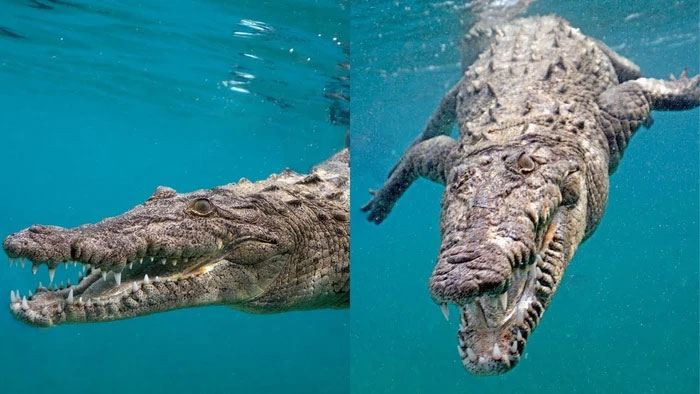 Cá sấu chắc chắn mạnh hơn về tỷ lệ giữa kích thước và lực cắn