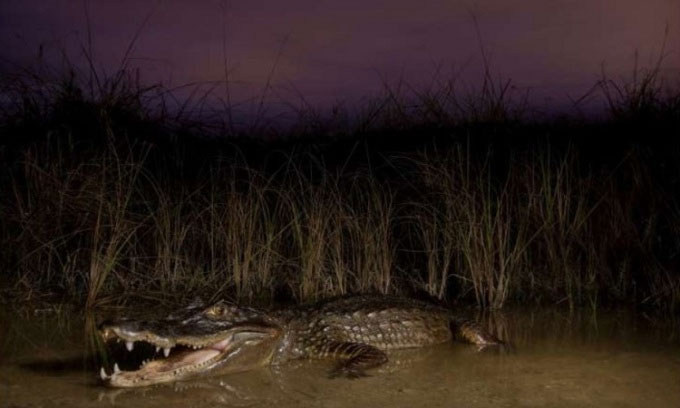 Một con cá sấu đeo kính trưởng thành ở đầm lầy vịnh Biscayne.