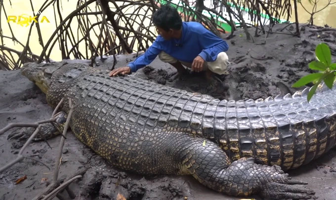  Cá sấu nước mặn là loài cá sấu hung dữ và có thể tấn công con người. 