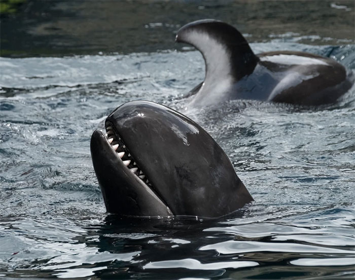 Cá voi sát thủ giả cái trưởng thành và bắt đầu sinh sản vào khoảng 10 tuổi.