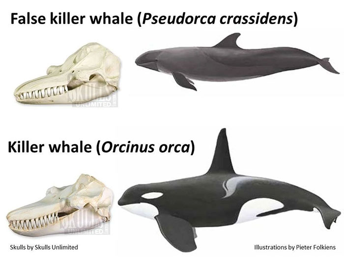 Cá voi sát thủ giả đôi khi bị nhầm lẫn với cá voi sát thủ lùn