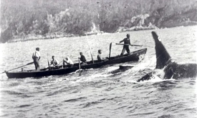 Cá voi sát thủ đi săn cùng con người vào đầu thế kỷ 20.