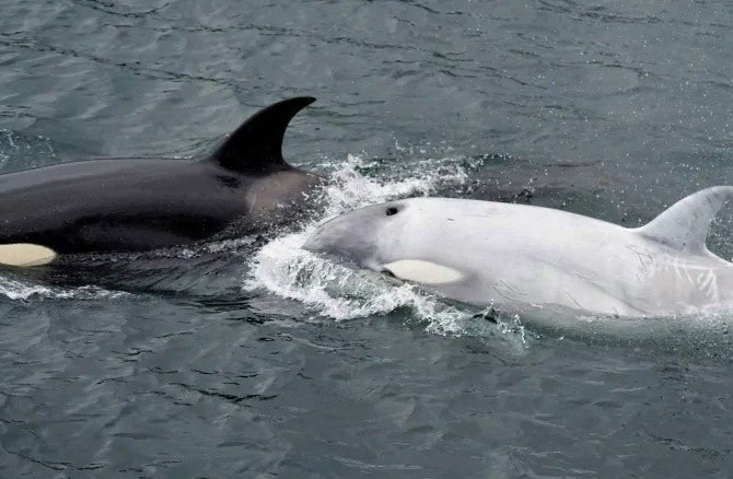 Cá voi sát thủ có làn da trắng hiếm thấy từng được phát hiện ở Mexico và Canada. 