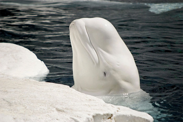 Băng đóng vai trò quan trọng đối với cá voi beluga. 