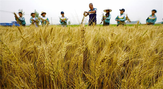  Một cánh đồng lúa mì ở tỉnh Hà Bắc, Trung Quốc. 