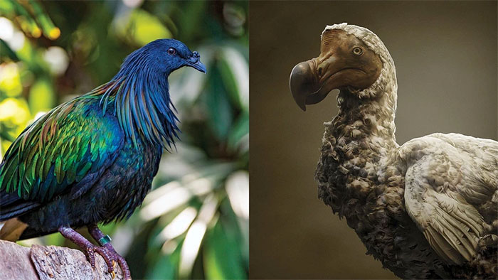 Chim bồ câu Nicobar và chim dodo