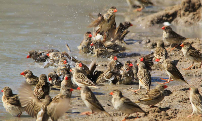Chim sẻ mỏ đỏ là loài chim hoang dã có số lượng đông nhất thế giới.
