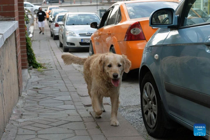 Chất thải của chó phổ biến hơn ở các công viên, đường phố...