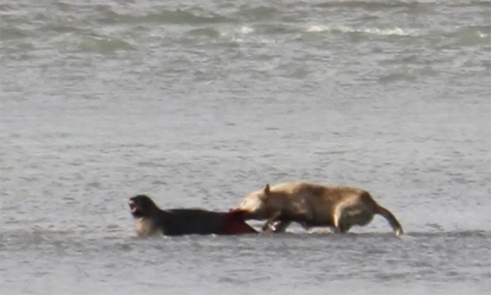 Chó sói giết hải cẩu trong vườn quốc gia Katmai.