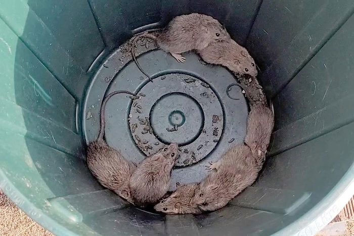 Những con chuột lông dài bị bắt trong một thùng rác ở Normanton, Australia