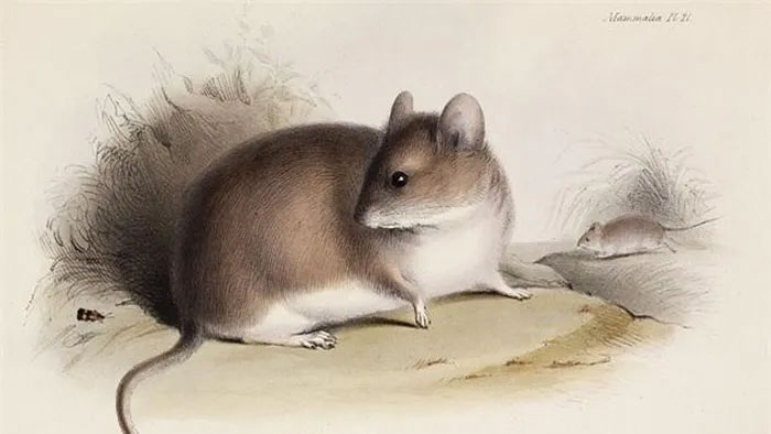 Xác ướp chuột đôi khi được phát hiện có liên quan đến các nghi lễ
