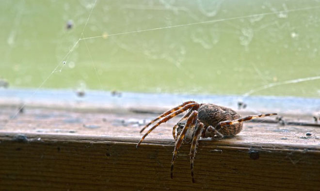 Nhện giúp chúng ta diệt sâu bệnh, thậm chí chúng còn ăn những loài nhện khác.