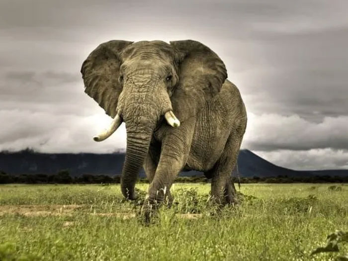 Thiên thạch này dù chỉ dài bằng một con chó Corgi, nhưng nó lại nặng bằng bốn con voi con.