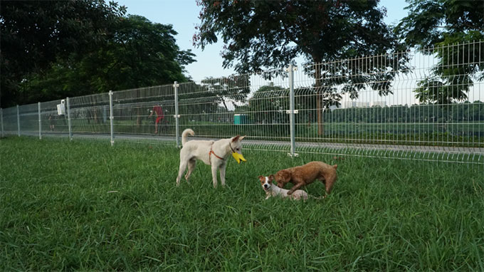 Công viên dành cho chó (Dog Park)