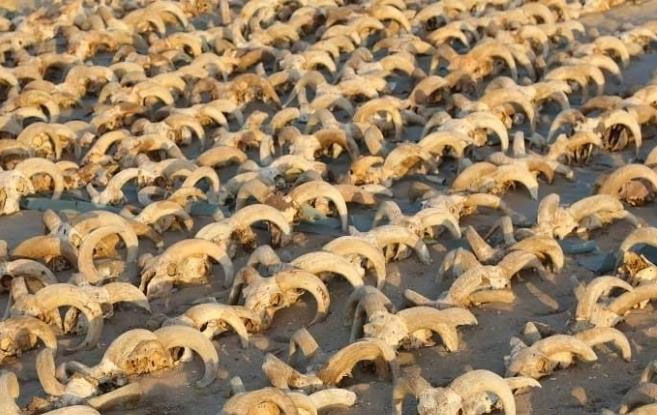 Cảnh quan lạ lùng của hàng ngàn chiếc đầu cừu được ướp