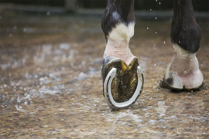 Móng sắt có tác dụng tăng cường diện tích bề mặt tiếp xúc của ngựa với mặt đất