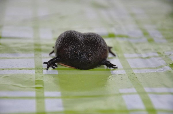Ếch Black Rain - Loài ếch có thân hình và vẻ mặt ghê sợ