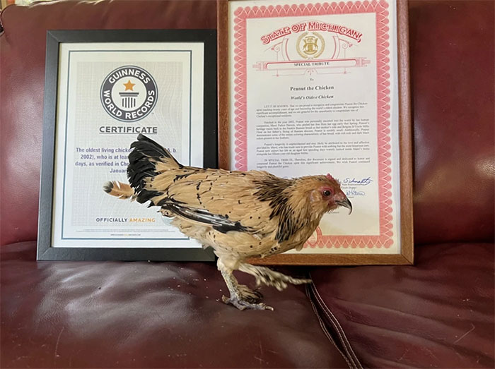 Peanut được tổ chức Kỷ lục Guinness thế giới trao tặng danh hiệu gà lớn tuổi nhất thế giới.