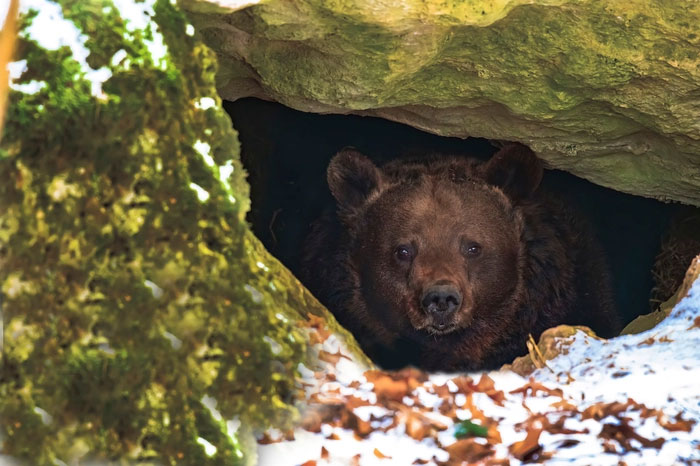 Đánh thức một con gấu có thể gây ra phản ứng hung hăng
