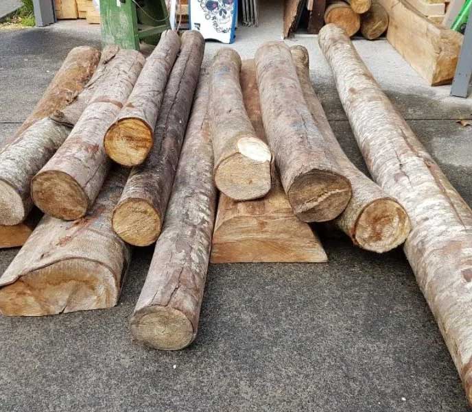  Cây gỗ Balsa là loại cây nhẹ nhất thế giới.