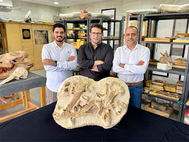  Các nhà nghiên cứu Ai Cập với hóa thạch Tutcetus rayanensis mẫu gốc. 