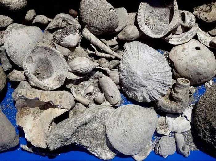 Một số mẫu vật trong bộ sưu tập khổng lồ hơn 300.000 món được khai quật