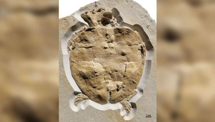 Hóa thạch được bảo quản của rùa Solnhofia parsonsi có niên đại từ kỷ Jura.
