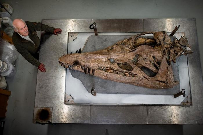  Nhà cổ sinh vật học Steve Etches với hộp sọ Pliosaurus.