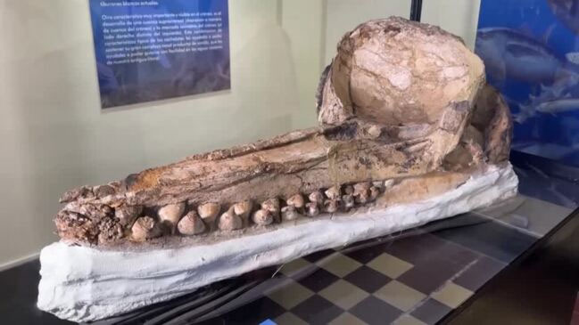 Hộp sọ cá nhà táng được tìm thấy ở sa mạc Ocucaje, Peru.
