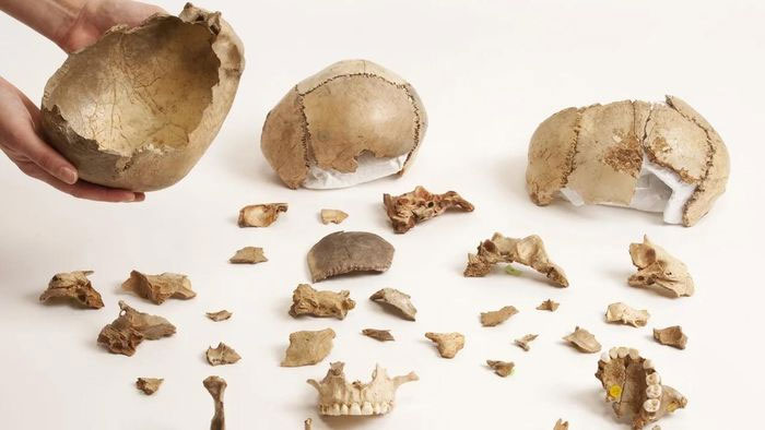Những chiếc hộp sọ người bị gặm nhấm tại địa điểm Hang động Gough ở Anh.