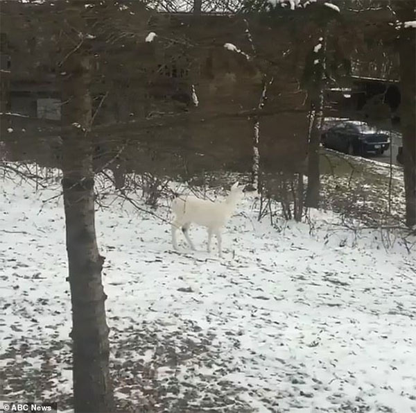 Khó nhận ra những con hươu này bởi màu lông của nó bị lẫn vào màu tuyết