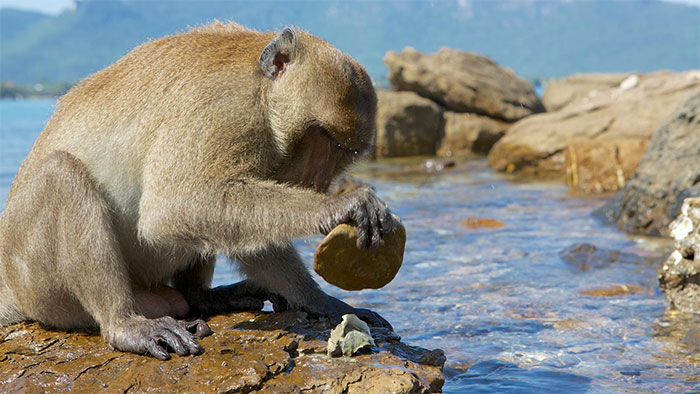 Khỉ Capuchin dùng đá đập vỡ sò
