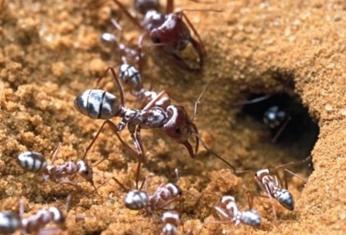 Các sợi lông trên lưng của kiến bạc Sahara chịu trách nhiệm về màu sắc của chúng. 